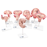 3B Scientific Deluxe Pregnancy Models Series, 9 Individual Embryo & Fetus Models Smart Anatomy