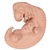 3B Scientific Human Embryo Model, 25 Times Life-Size Smart Anatomy