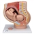 3B Scientific Pregnancy Pelvis Model in Median Section with Removable Fetus (40 weeks), 3 Part Smart Anatomy