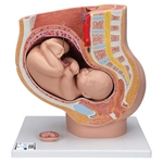 3B Scientific Pregnancy Pelvis Model in Median Section with Removable Fetus (40 weeks), 3 Part Smart Anatomy