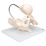 3B Scientific Childbirth Demonstration Pelvis Skeleton Model with Fetal Skull Smart Anatomy