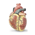 Nasco Jumbo Heart Model (3-Part)