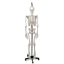 Nasco Hanging Skeleton with Natural Human Casting