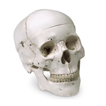 Nasco Human Skull Model - Numbered