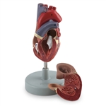 Nasco Human Heart Model (2 Part)