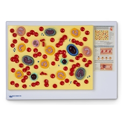 Nasco Human Blood Cells Model