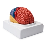 Nasco Regional Brain Model (2-Part)