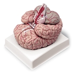 Nasco Life-Size Brain with Arteries