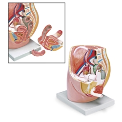 Nasco Female Pelvis Model (3-Part)