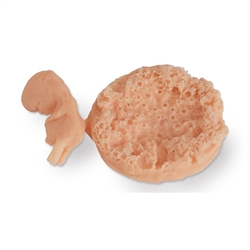 Nasco Life or Form Human Fetus Replica, 7-8 Week