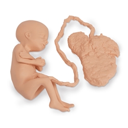 Nasco Life or Form Human Fetus Replica, 7 Months - Female