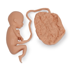 Nasco Life or Form Human Fetus Replica - 20 Week