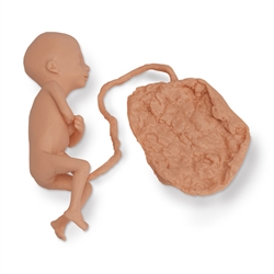 Nasco Life or Form Human Fetus Replica - 5 Months, Female