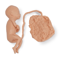 Nasco Life or Form Human Fetus Replica - 5 Months, Male