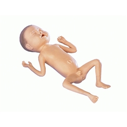 Erler Zimmer Premature Infant Model (24 Week Old Boy)