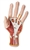 3B Scientific Life-Size Hand Model with Muscles, Tendons, Ligaments, Nerves & Arteries, 3 Part Smart Anatomy