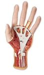 3B Scientific Life-Size Hand Model with Muscles, Tendons, Ligaments, Nerves & Arteries, 3 Part Smart Anatomy