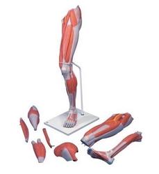 3B Scientific Life-Size Deluxe Muscle Leg Model, 7 Part Smart Anatomy
