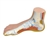 3B Scientific Normal Foot Model Smart Anatomy