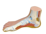 3B Scientific Normal Foot Model Smart Anatomy