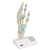 3B Scientific Hand Skeleton Model with Ligaments & Carpal Tunnel Smart Anatomy