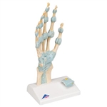 3B Scientific Hand Skeleton Model with Ligaments & Carpal Tunnel Smart Anatomy