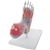 3B Scientific Foot Skeleton Model with Ligaments & Muscles Smart Anatomy