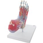 3B Scientific Foot Skeleton Model with Ligaments & Muscles Smart Anatomy