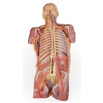 Erler Zimmer Posterior Body Wall/Ventral Deep Dissection