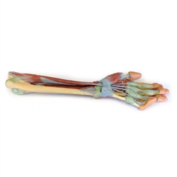 Erler Zimmer Forearm And Hand - Deep Dissection