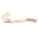 Erler Zimmer Upper Limb - Biceps, Bones and Ligaments