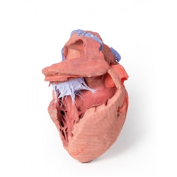 Erler Zimmer Heart Internal Structures