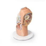 Erler Zimmer Flexed Knee Joint Deep Dissection
