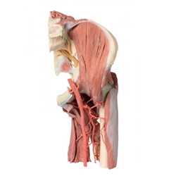 Erler Zimmer Lower Limb - Deep Dissection of A Left Pelvis and Thigh