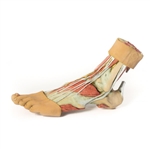 Erler Zimmer Foot - Structures of the Plantar Surface