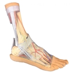 Erler Zimmer Foot - Superficial and Deep Structures of the Distal Leg and Foot