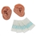 3B Scientific Acupuncture Ears, Set for 10 Students