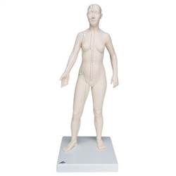 3B Scientific Acupuncture Model, Female