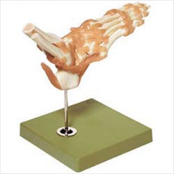 Functional Model of the Foot and Ankle