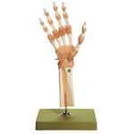 Functional Model of the Hand and Wrist