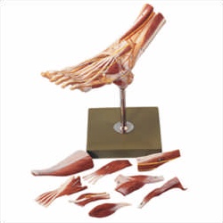 Muscles of the Foot Model