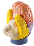 Erler Zimmer Regional Brain, 4-Part, 2 Times Life Size