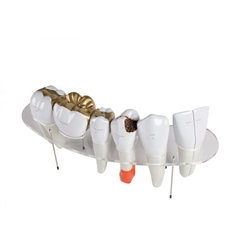Erler Zimmer Dental Morphology Series, 7-part, 10 Times Life-size