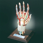 Deluxe Hand and Wrist Model
