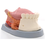 3B Scientific Tongue Model, 2.5 Times Life-Size, 4 Part Smart Anatomy