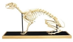 Hare Skeleton Model (Lepus europaeus)