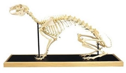 Hare Skeleton Model (Lepus europaeus)