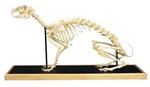 Dog Skeleton Model (Canis domesticus)