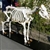 Cow Skeleton (Bos taurus)