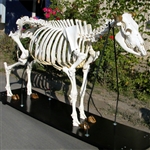 Cow Skeleton (Bos taurus)